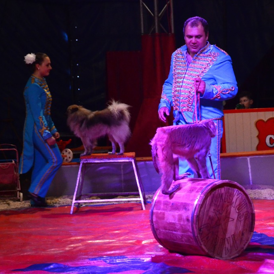 Carini<BR>Žižkovské šapitó<BR>Artistické cirkusové vystoupení